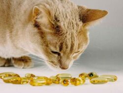 Various Types of Cat Vitamins and Their Benefits